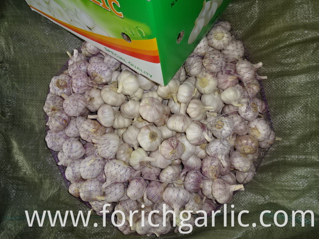 Different Sizes Normal Garlic 2019